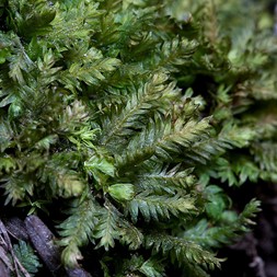 Fissidentaceae (pocket moss family)